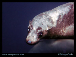 Playful Fur Seal in Tasmania, Australia by Margo Cavis 